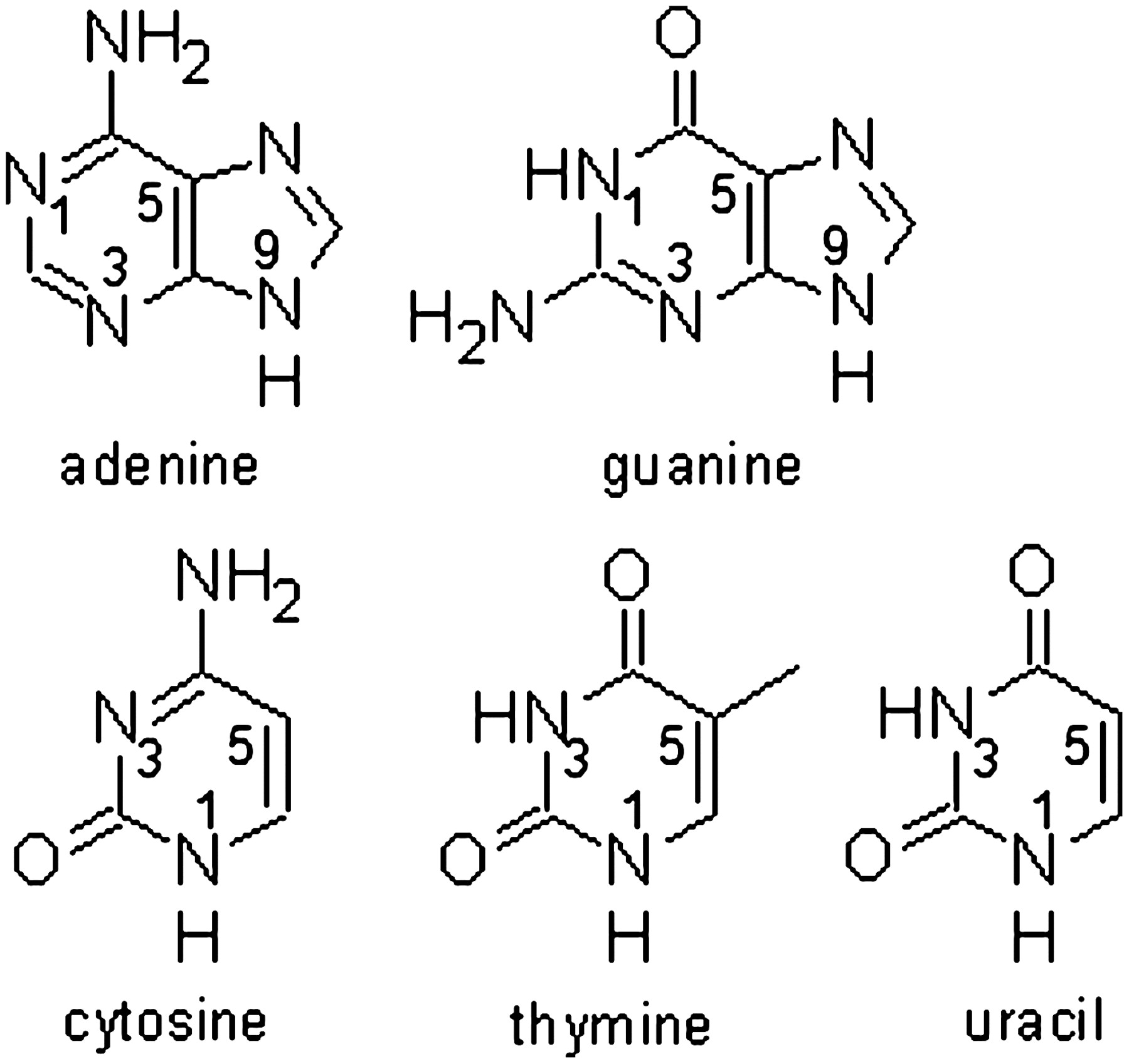 Рнк гуанин цитозин. Аденин Тимин гуанин. Гуанин цитозин Тимин. Аденин Тимин урацил. Аденин цитозин.
